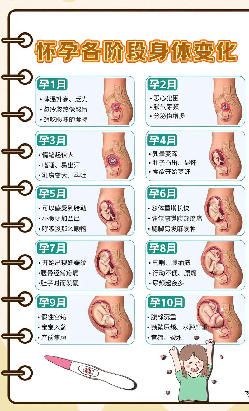 揭秘供卵代孕妈妈怀孕小腹分两节,孕期变化的奥秘丽水代生机构: